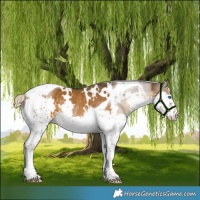 Horse Color:White Spotted Chocolate Palomino Splash Tobiano Rabicano
