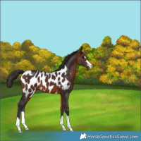 Horse Color:Bay Appaloosa