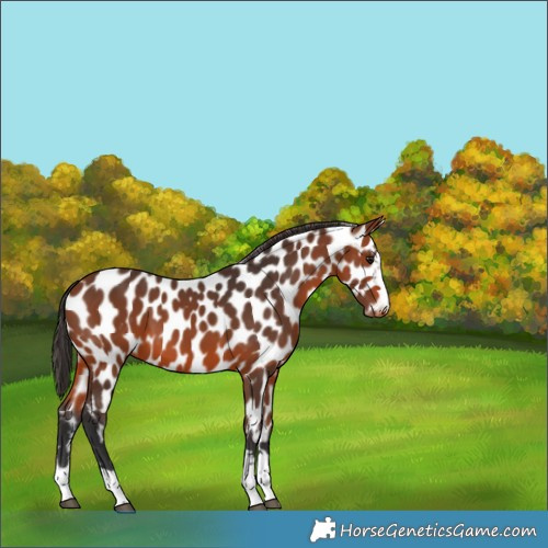 Horse Color:Bay Appaloosa 