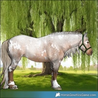 Horse Color:White Spotted Chocolate Palomino Roan Rabicano 