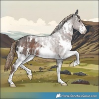 Horse Color:White Spotted Liver Chestnut Sabino Rabicano