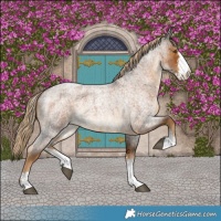 Horse Color:Chocolate Palomino Roan Sabino Rabicano