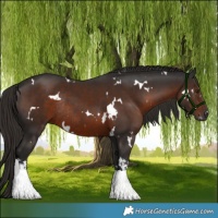 Horse Color:Gray White Spotted Liver Chestnut Rabicano 