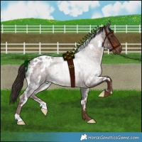 Horse Color:White Spotted Liver Red Roan Rabicano