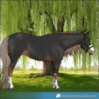 Horse Color:Liver Chestnut 