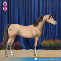 Horse Color:Amber Champagne 