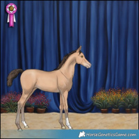 Horse Color:Amber Champagne 