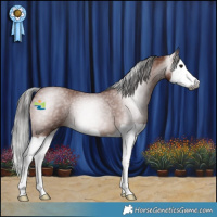 Horse Color:Gray Bay Splash Rabicano 