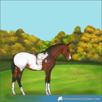 Horse Color:Bay Appaloosa