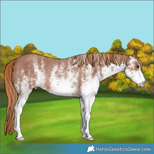 Horse Color:White Spotted Chestnut Rabicano 