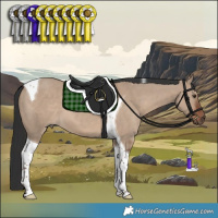 Horse Color:Liver Red Dun Tobiano