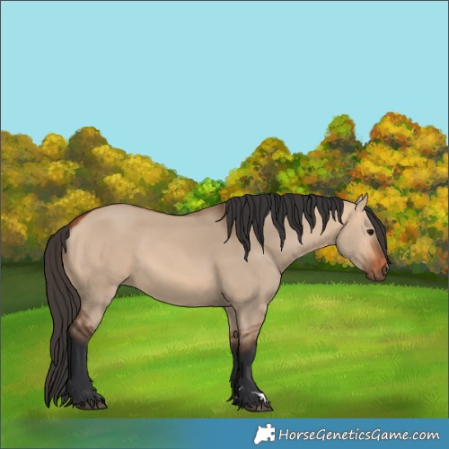 Horse Color:Bay Dun 