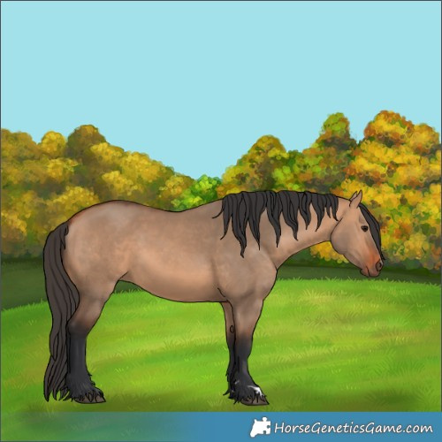 Horse Color:Bay Dun