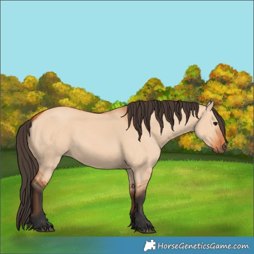 Horse Color:Bay Dun 