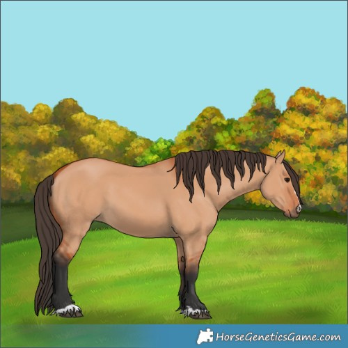 Horse Color:Bay Dun