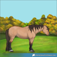 Horse Color:Bay Dun 