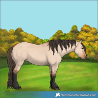 Horse Color:Bay Dun 