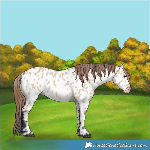 Horse Color:Bay Dun Appaloosa 