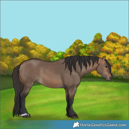 Horse Color:Bay Dun 
