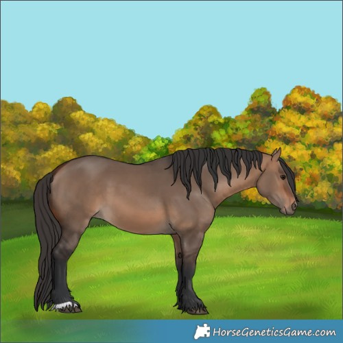Horse Color:Bay Dun 