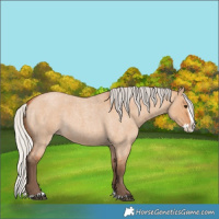 Horse Color:Silver Bay Roan Dun Splash 