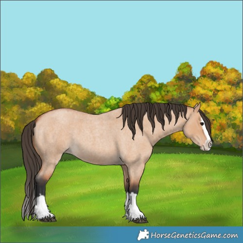 Horse Color:Bay Roan Dun Splash