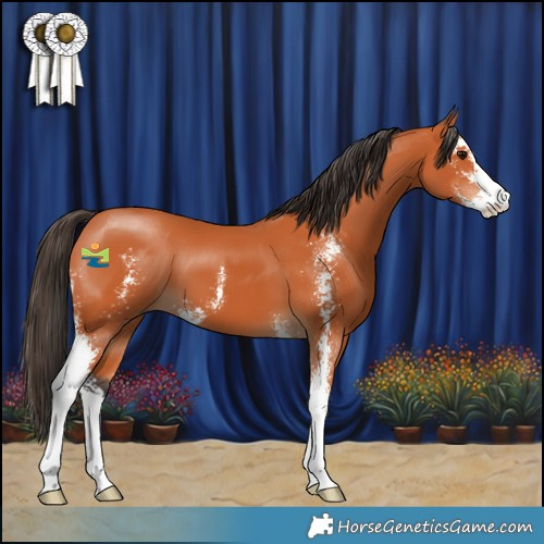 Horse Color:Bay Sabino 