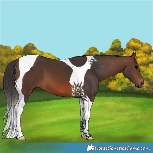 Horse Color:Brown Tobiano 