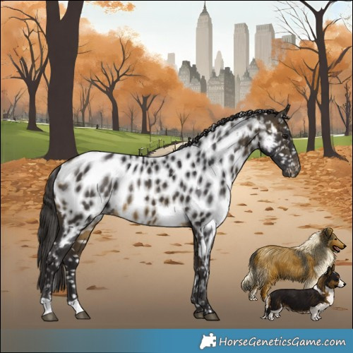 Horse Color:Buckskin Near Leopard Rabicano