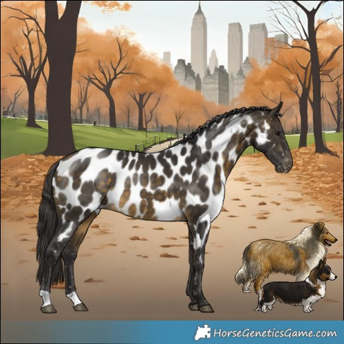 Horse Color:Buckskin Appaloosa Rabicano