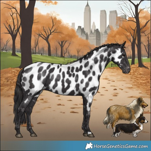 Horse Color:Smoky Black Appaloosa Rabicano 