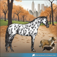 Horse Color:Smoky Black Near Leopard Rabicano 