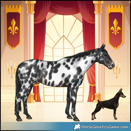 Horse Color:Brown Appaloosa Rabicano 