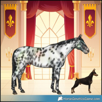 Horse Color:Brown Near Leopard Rabicano 
