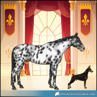 Horse Color:Brown Near Leopard Rabicano