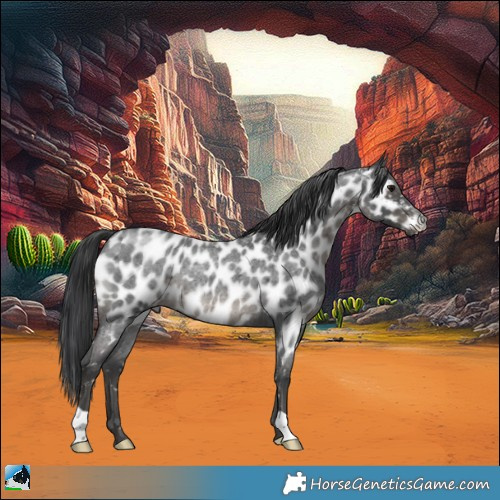 Horse Color:Blue Roan Appaloosa Rabicano