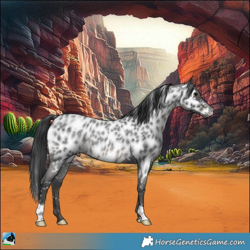 Horse Color:Blue Roan Near Leopard Rabicano 
