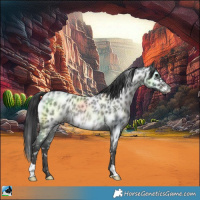 Horse Color:Blue Roan Near Leopard Rabicano