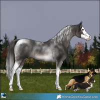 Horse Color:Platinum Liver Chestnut Splash Tobiano Rabicano