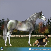 Horse Color:Platinum Liver Chestnut Splash Tobiano Rabicano
