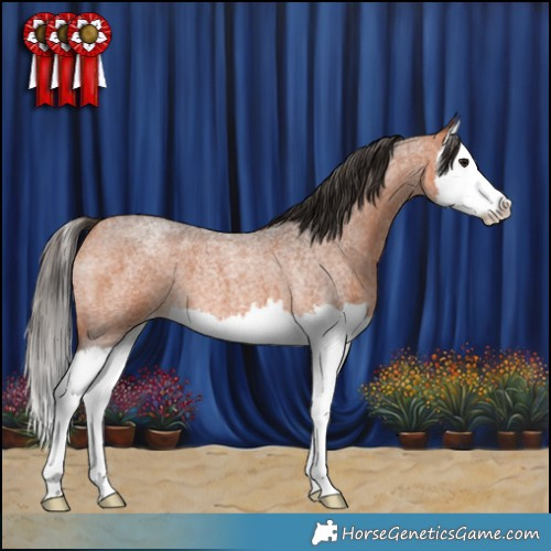 Horse Color:Bay Roan Splash Appaloosa 