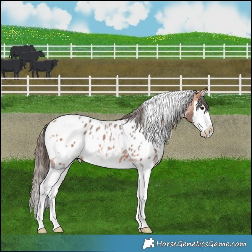 Horse Color:White Spotted Bay Roan Splash Appaloosa Rabicano 