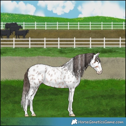 Horse Color:Bay Roan Splash Appaloosa Rabicano 