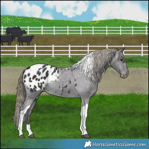Horse Color:Smoky Black Tobiano Appaloosa Rabicano 