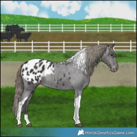 Horse Color:Smoky Black Tobiano Appaloosa Rabicano