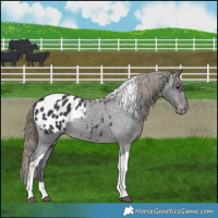Horse Color:Smoky Black Tobiano Appaloosa Rabicano 