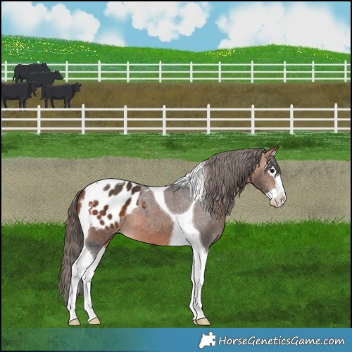 Horse Color:Bay Splash Tobiano Appaloosa 