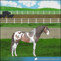 Horse Color:Bay Splash Tobiano Appaloosa