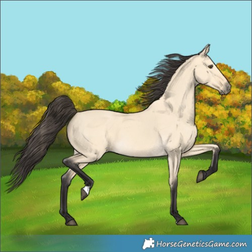 Horse Color:Buckskin Dun 