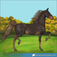 Horse Color:Liver Chestnut